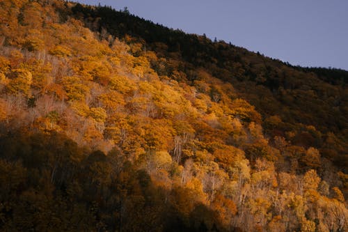 秋天的树林与茂密的树木 · 免费素材图片