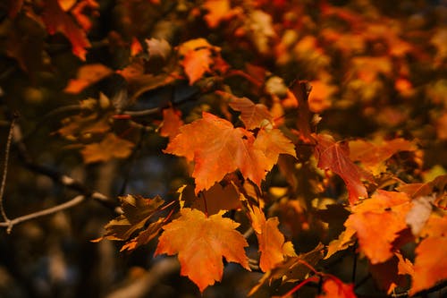 多彩的枫树叶在秋天公园的树上 · 免费素材图片