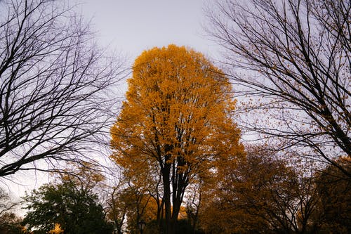 高大的树木，在秋天的时候生长在公园里 · 免费素材图片
