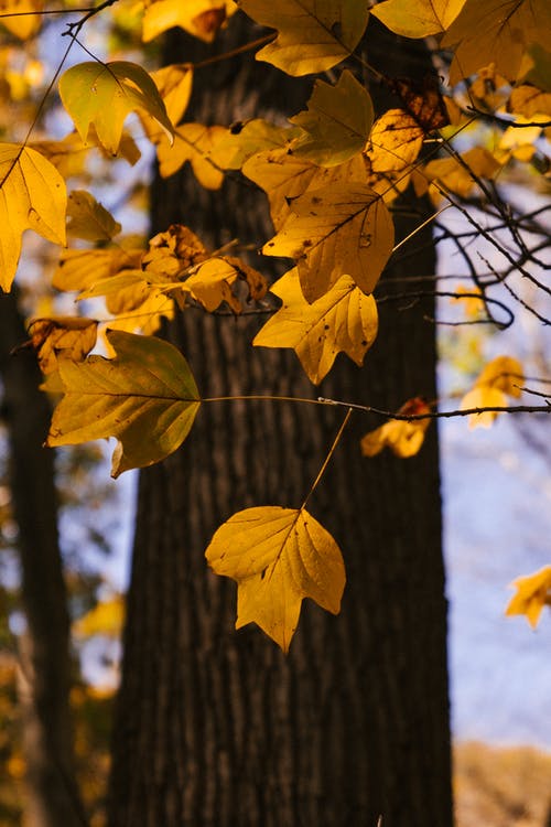 树枝与黄色的树叶间 · 免费素材图片