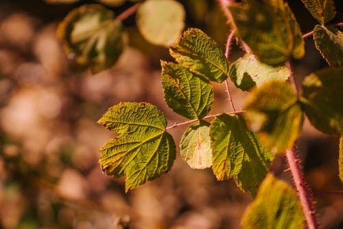在秋天的树林，在阳光下生长的灌木的纹理的叶子 · 免费素材图片