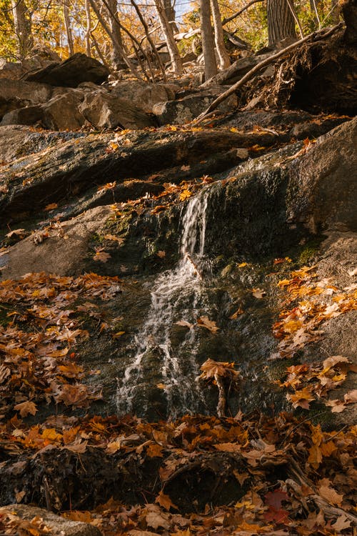 在秋天的树林中的石头上溪 · 免费素材图片
