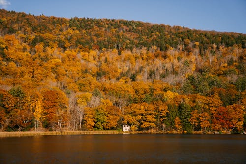 湖附近多彩秋天的树木 · 免费素材图片