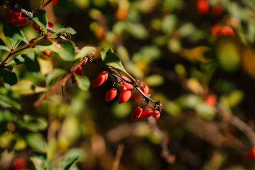 伏牛花在花园里的红色浆果 · 免费素材图片