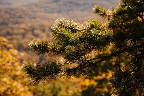 在秋天山上的松树枝 · 免费素材图片
