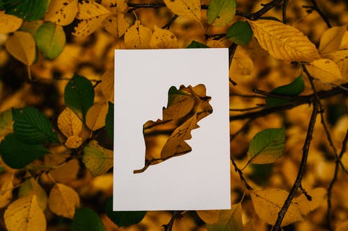 与纸卡树上的秋叶 · 免费素材图片
