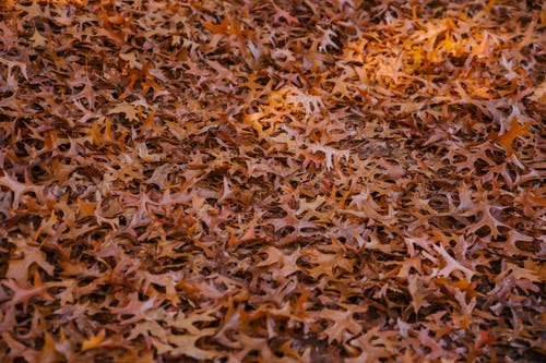 在森林里地面上的落叶 · 免费素材图片