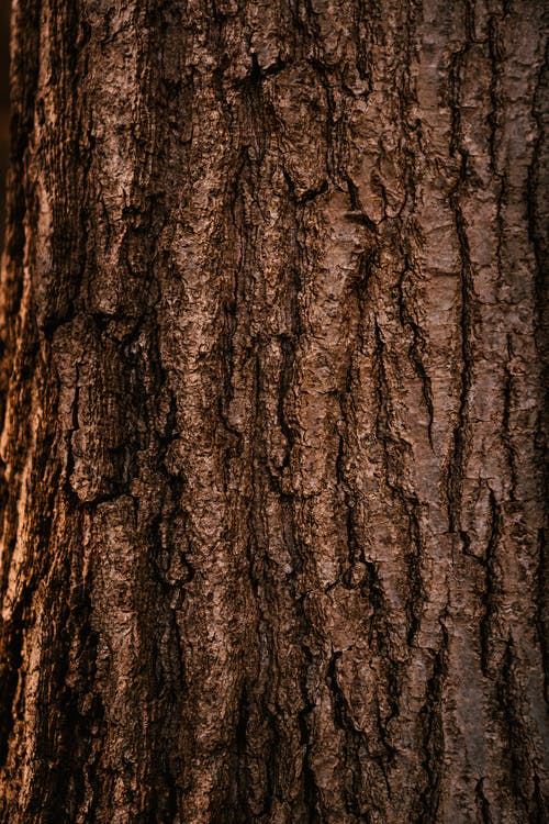 白天在森林里生长的树的纹理的树皮 · 免费素材图片