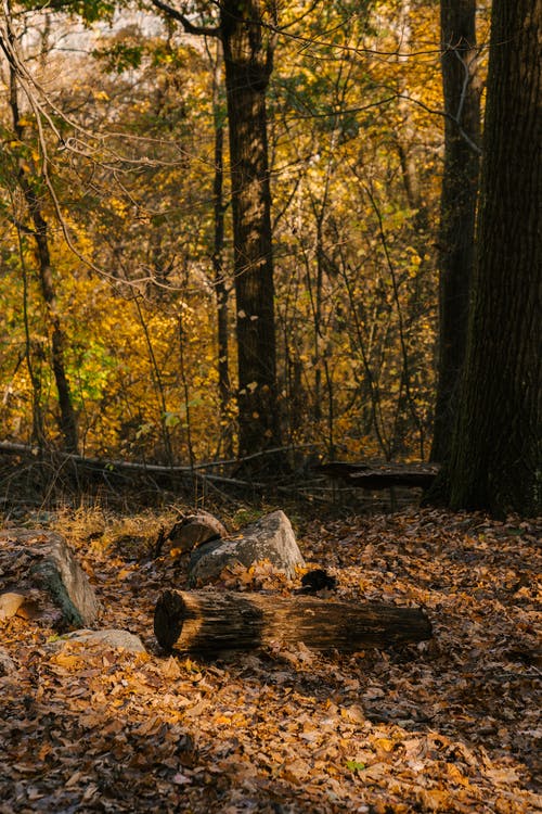 树木和石头在秋天的树林明亮的叶子上 · 免费素材图片