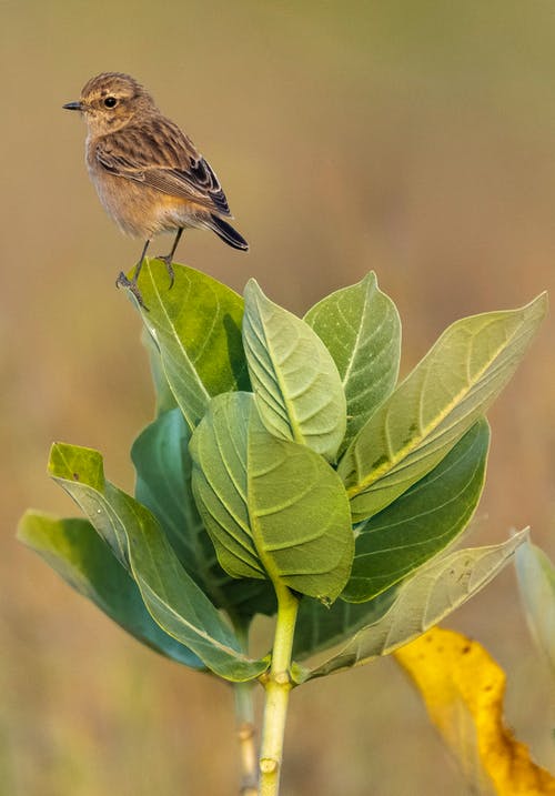 有关stonechat, 侧面图, 动物学的免费素材图片