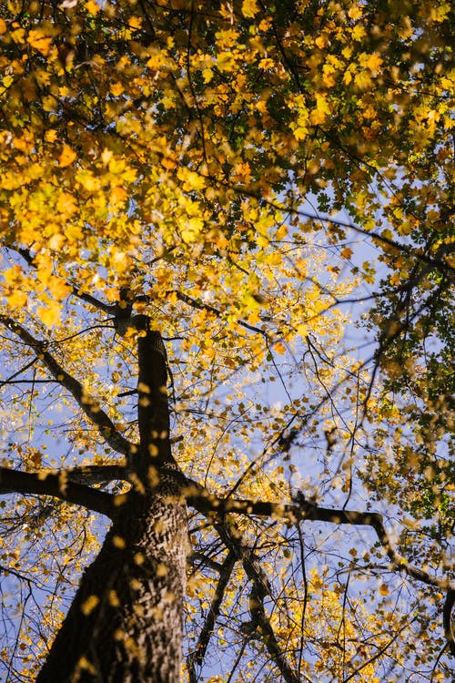 蓝蓝的天空，与高大的金色树木的公园 · 免费素材图片