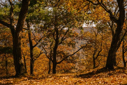 秋天的树木与明亮的叶子，对山的土地上 · 免费素材图片