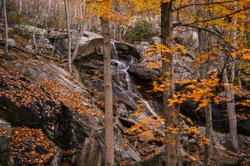 快速的河流流经石质悬崖在秋天的树林 · 免费素材图片