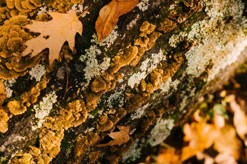 地衣和树干上的蘑菇 · 免费素材图片