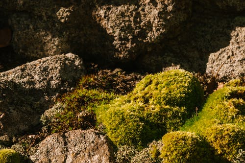 在绿色的青苔，在阳光下的岩层 · 免费素材图片