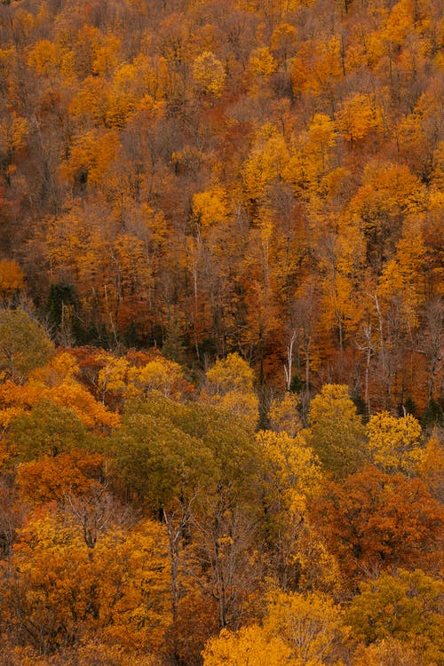 美丽的秋天森林的景色 · 免费素材图片