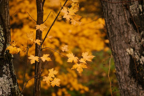 黄色的树木，在茂密的秋天的树林 · 免费素材图片