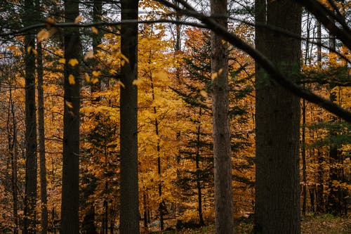 风景如画的秋季树林与金黄的树木 · 免费素材图片