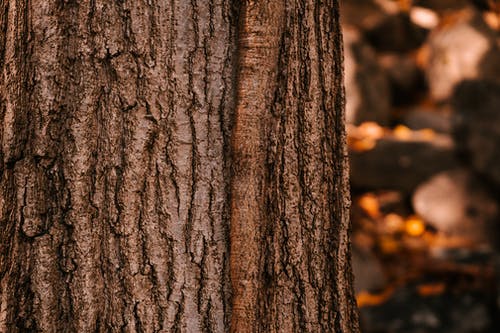生长在秋季树林在白天的棕色树干 · 免费素材图片