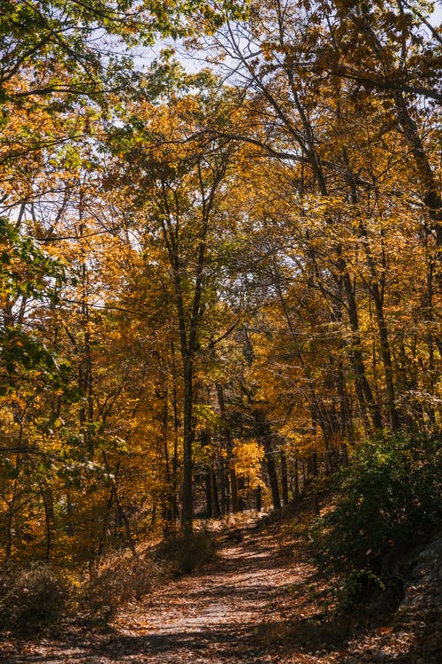 在秋天的树林中的金树间的小巷 · 免费素材图片