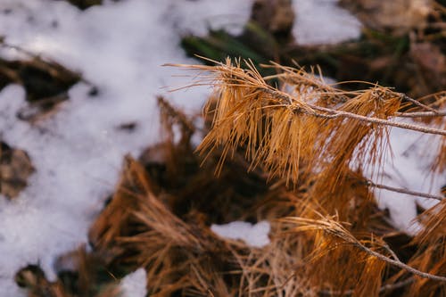 冬季的松树枝干 · 免费素材图片