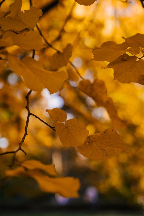 秋天的黄叶树 · 免费素材图片