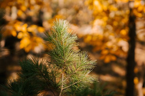 松树在明亮的秋天森林 · 免费素材图片