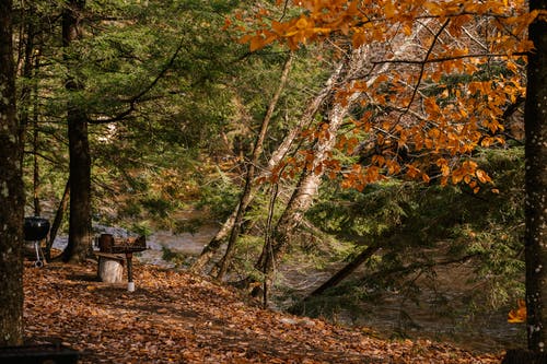 在秋天的树林河岸上烧烤 · 免费素材图片