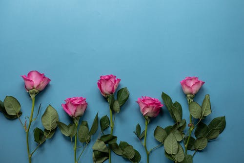 粉红玫瑰与绿色的树叶 · 免费素材图片