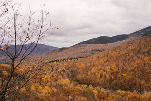 如诗如画的秋景与黄色的森林 · 免费素材图片