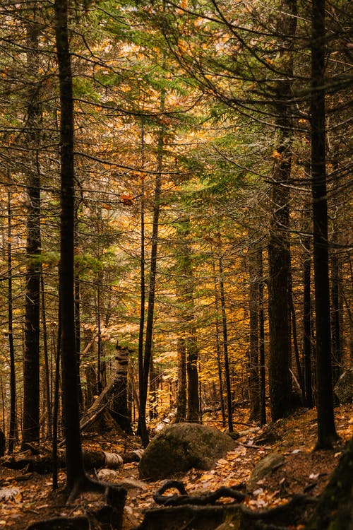 在秋天的树林中的针叶树衰落 · 免费素材图片