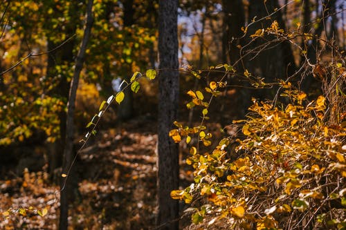 树枝与黄色的树叶在树林里 · 免费素材图片