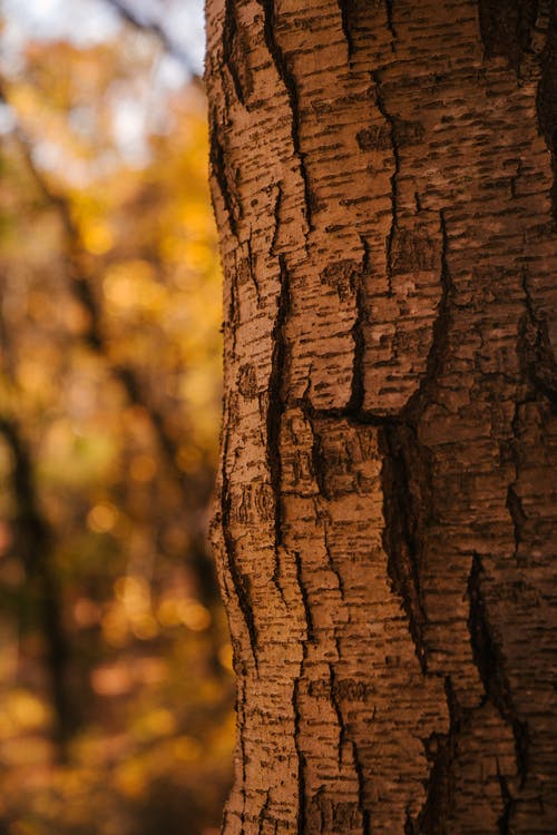 树干与干树皮生长在金色的森林，在阳光明媚的日子 · 免费素材图片