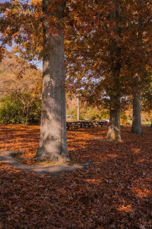 树干在秋天的树林 · 免费素材图片
