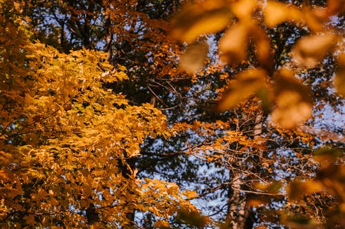 秋天的树木，在阳光下明亮的黄色叶子 · 免费素材图片