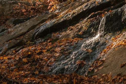 带有褪色叶子的小瀑布 · 免费素材图片