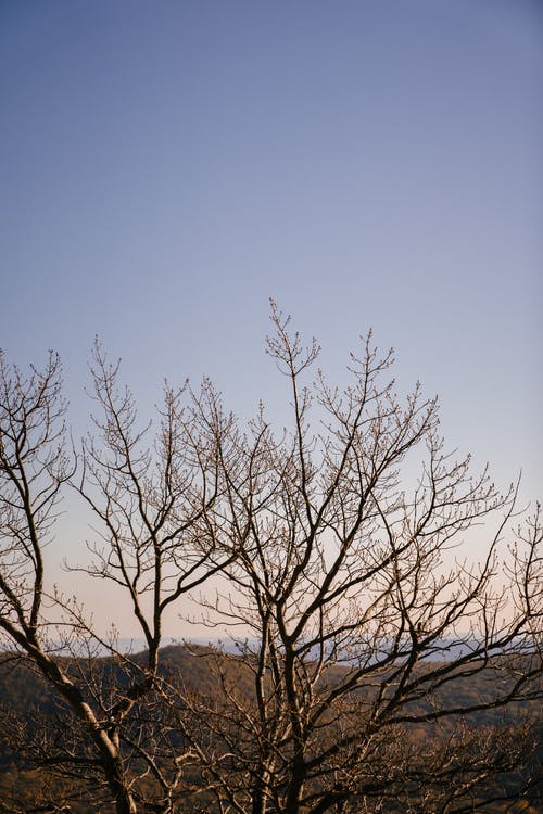 在乡下的山上不生叶的树 · 免费素材图片
