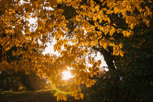 秋天的公园，在阳光灿烂的日子 · 免费素材图片