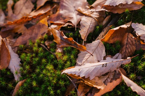 秋天的叶子上绿色的植物 · 免费素材图片