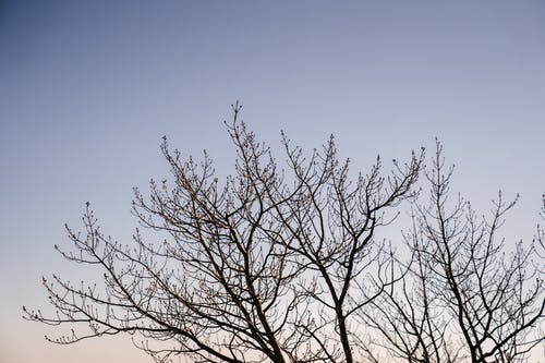 在秋天的树林，在日落时不生叶的树 · 免费素材图片