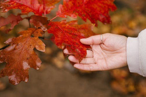 匿名的人接触红叶在秋天的树林 · 免费素材图片