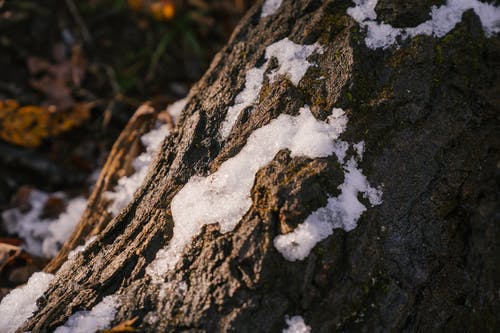 大量的树干，在白雪皑皑的公园 · 免费素材图片