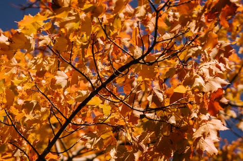枫树叶与明亮的秋天的落叶，在公园里 · 免费素材图片