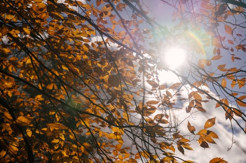 秋天的树木在阳光灿烂的日子的分支 · 免费素材图片
