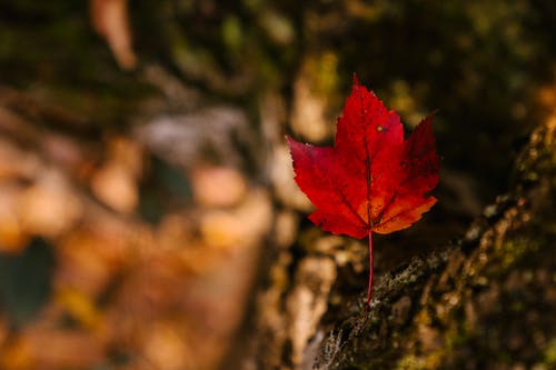 红枫叶与薄茎在秋天的公园 · 免费素材图片
