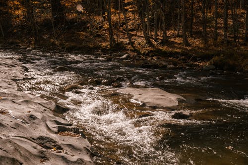 快速河流经森林的岩石地形 · 免费素材图片