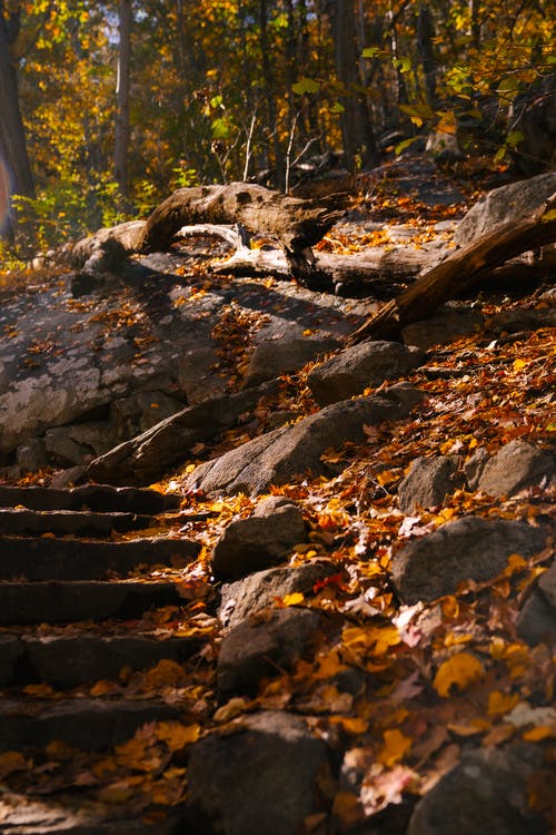 金黄的树叶落在穿过树林里的树木的台阶上 · 免费素材图片