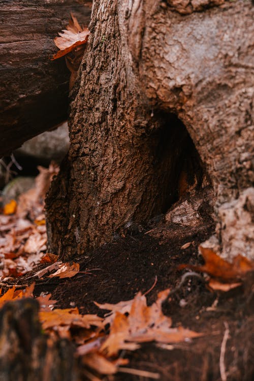 树干与洞穴在秋天的树林 · 免费素材图片