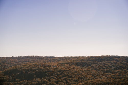 山脊上的绿色茂密的森林 · 免费素材图片