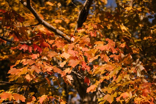 明亮的秋天的树叶在公园的枫树上 · 免费素材图片